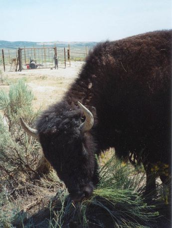 -- © Te-Moak Tribe of Western Shoshone